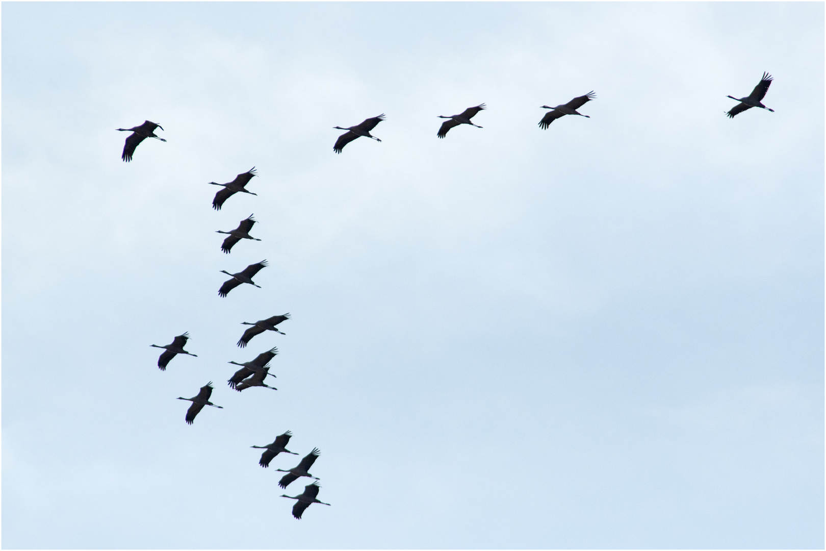 Mit ihren lauten Rufen im Flug scheinen sie den Frühling . . .