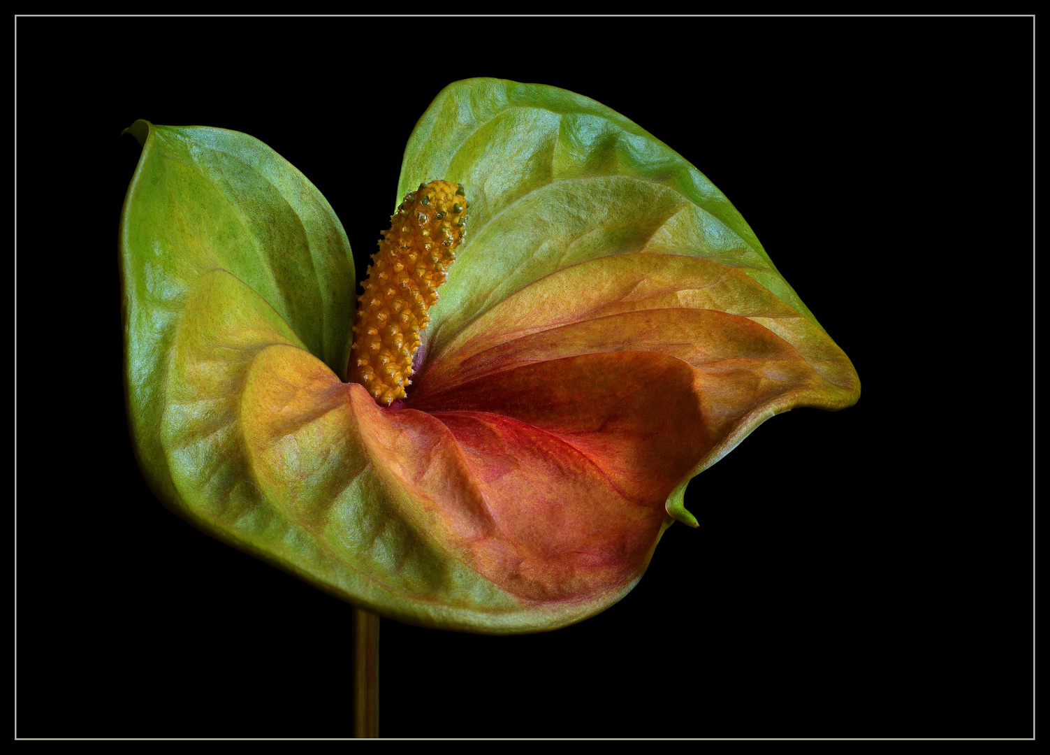 Mit ihren wundervoll warmen Farben passt die Anthurie bestens in die Herbstzeit