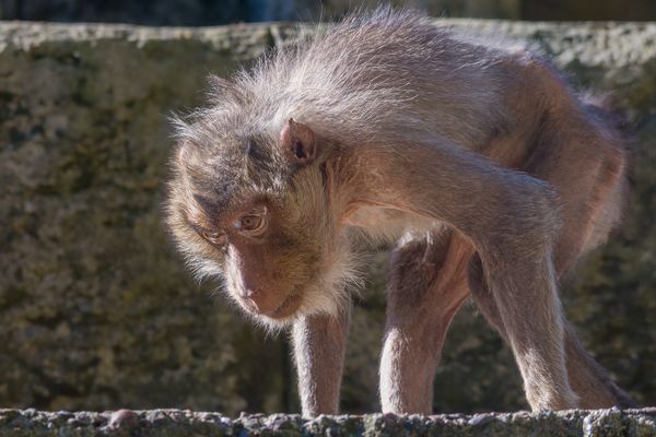 Mit intensivem Blick. 