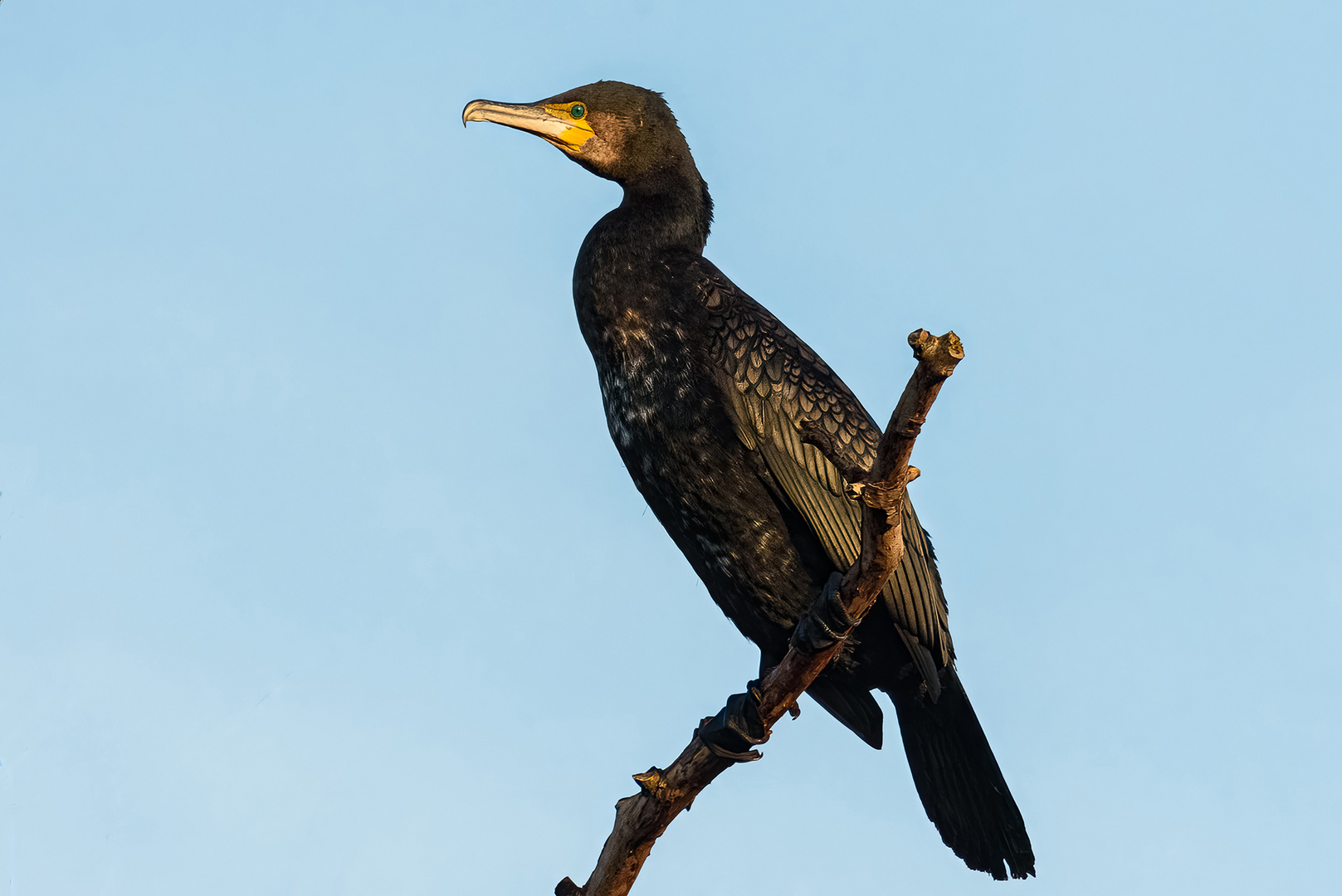 Mit jeder neuen Erkenntnis faszinierender: Der Kormoran