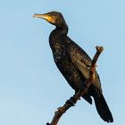 Mit jeder neuen Erkenntnis faszinierender: Der Kormoran