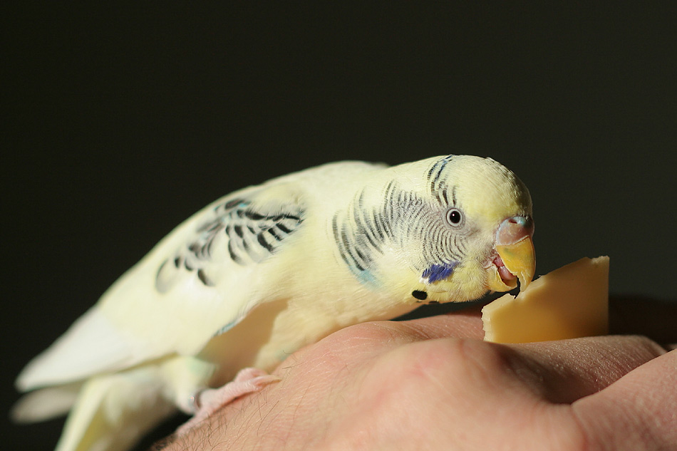 Mit Käse fängt man Mäuse