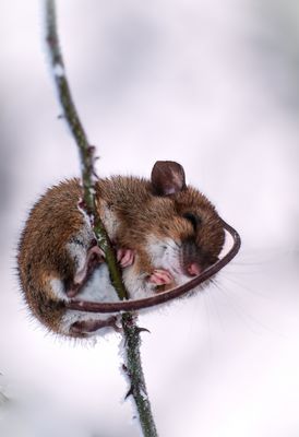 Mit kalten Pfötchen 