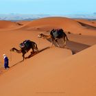 Mit Kamelen durch die Sahara II