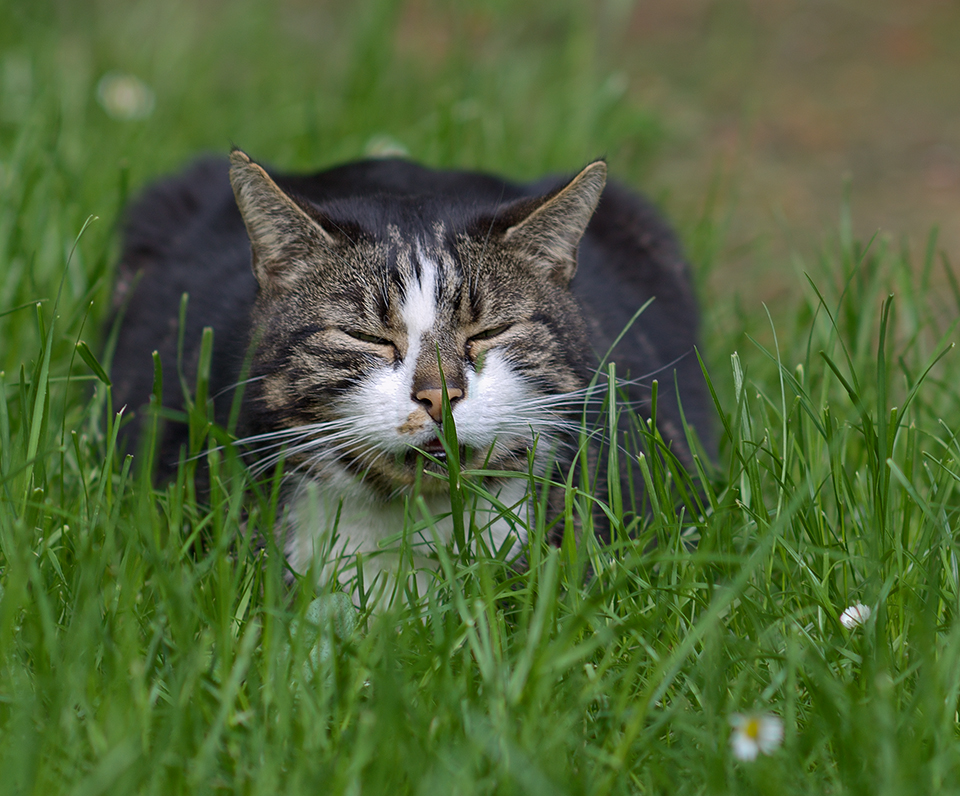 mit Kater im Garten