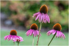 mit kleiner Schnecke
