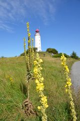 mit Königskaerzen am Leuchtturm 