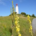 mit Königskaerzen am Leuchtturm 