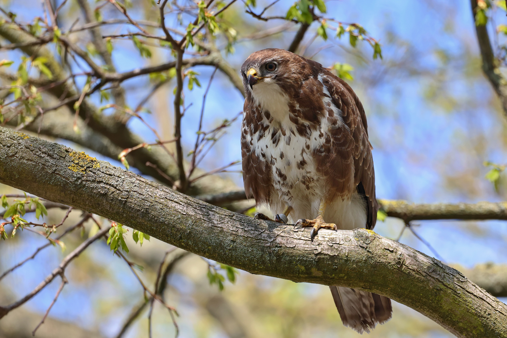 Mit konzentrierten Blick....