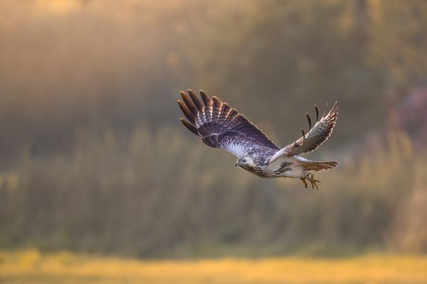 Mit kraftvollen Schwingen