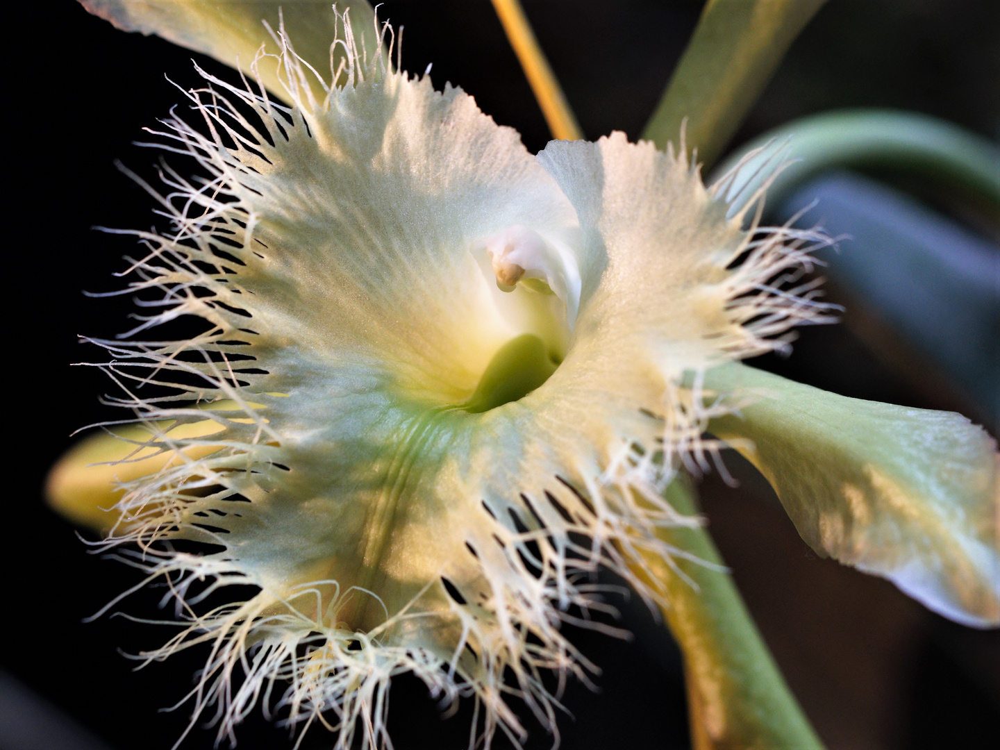 Mit Lametta geschmückt - Rhyncholaelia digbyana