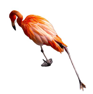 Mit langen Schritten...