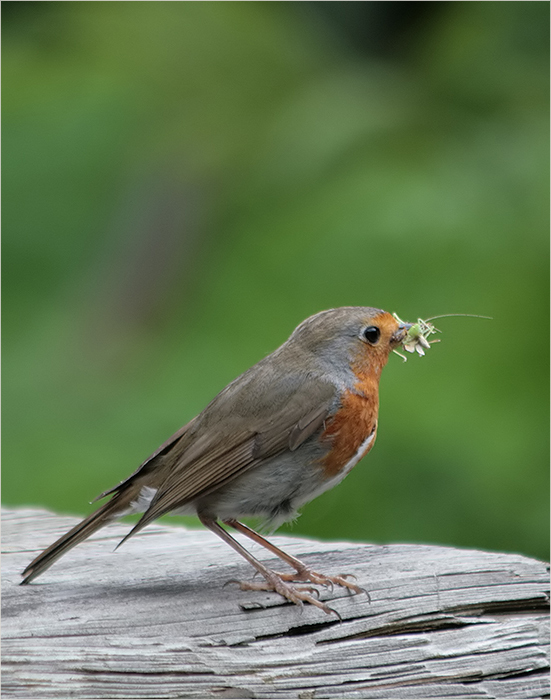 mit lecker Häppchen