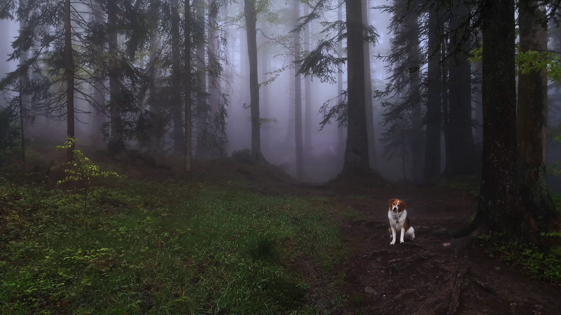 Mit Lenny im Wald