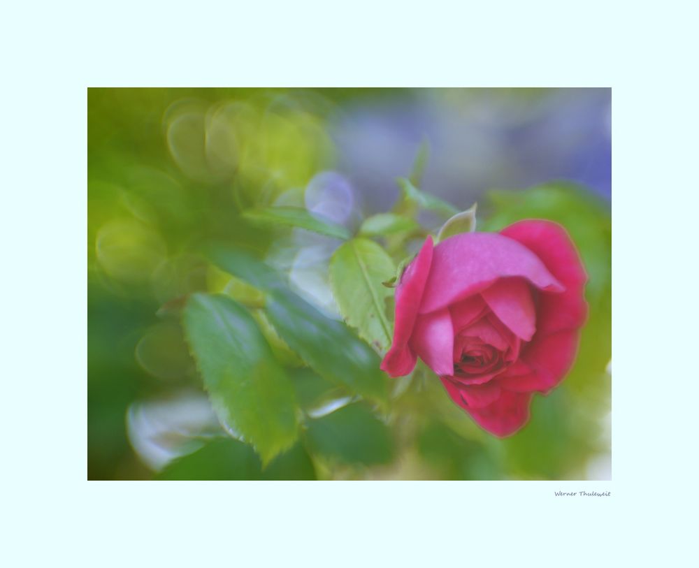 Mit Lensbaby Muse im Garten