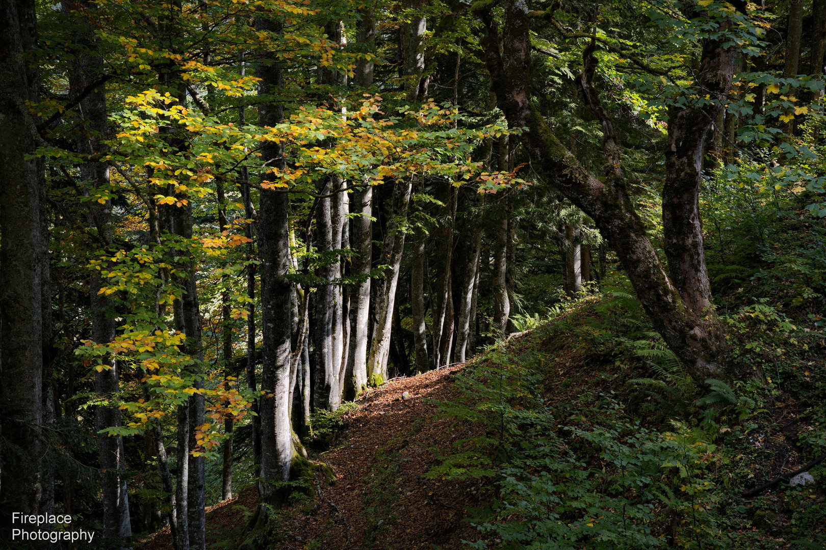 Mit Licht die verschiedenen Ebenen des Waldes hervorheben