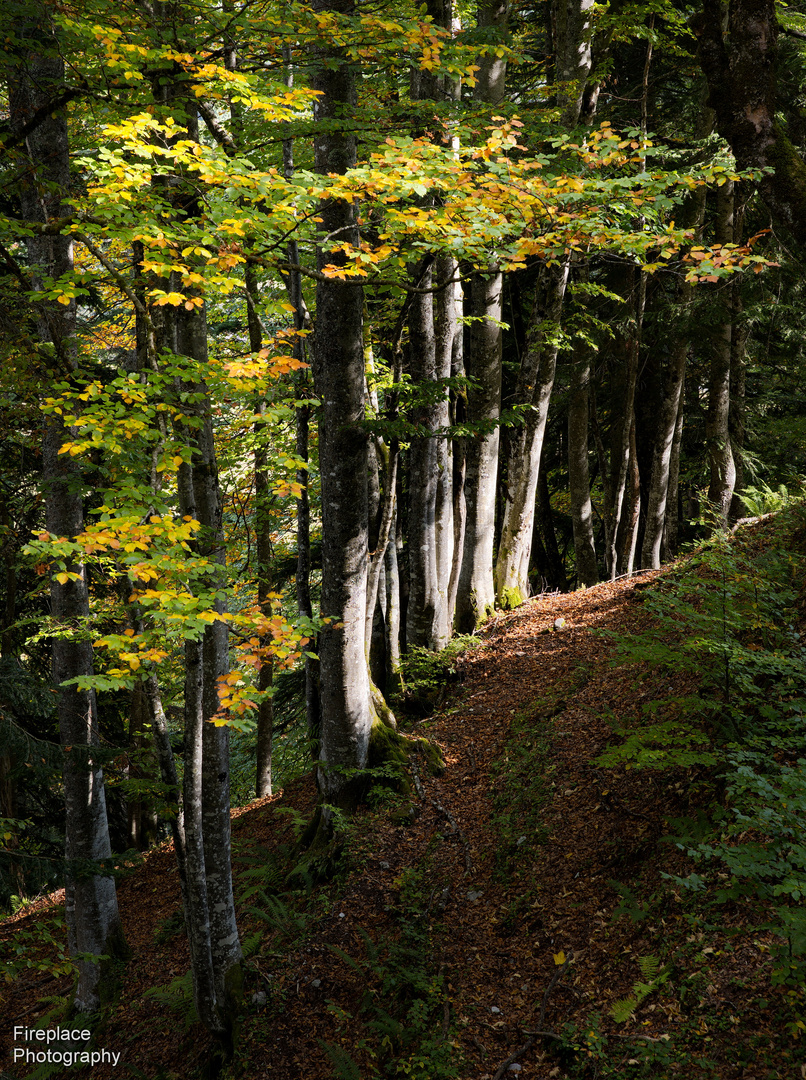 Mit Licht die verschiedenen Ebenen des Waldes hervorheben