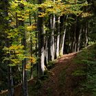 Mit Licht die verschiedenen Ebenen des Waldes hervorheben