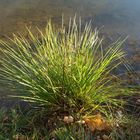 ...mit Licht malen bzw. fotografieren... am Haarsee bei Weilheim - Okt. 2o1o -