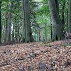 mit Lina im kleinen Hangwald ...