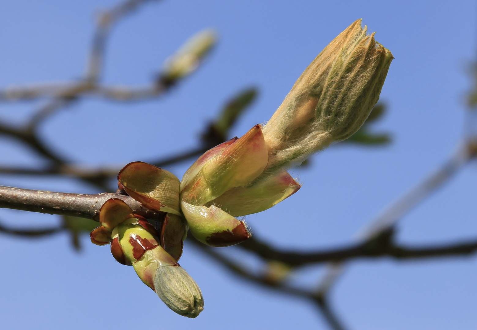 mit Macht wird es Frühling