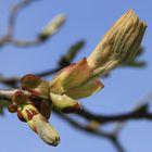 mit Macht wird es Frühling