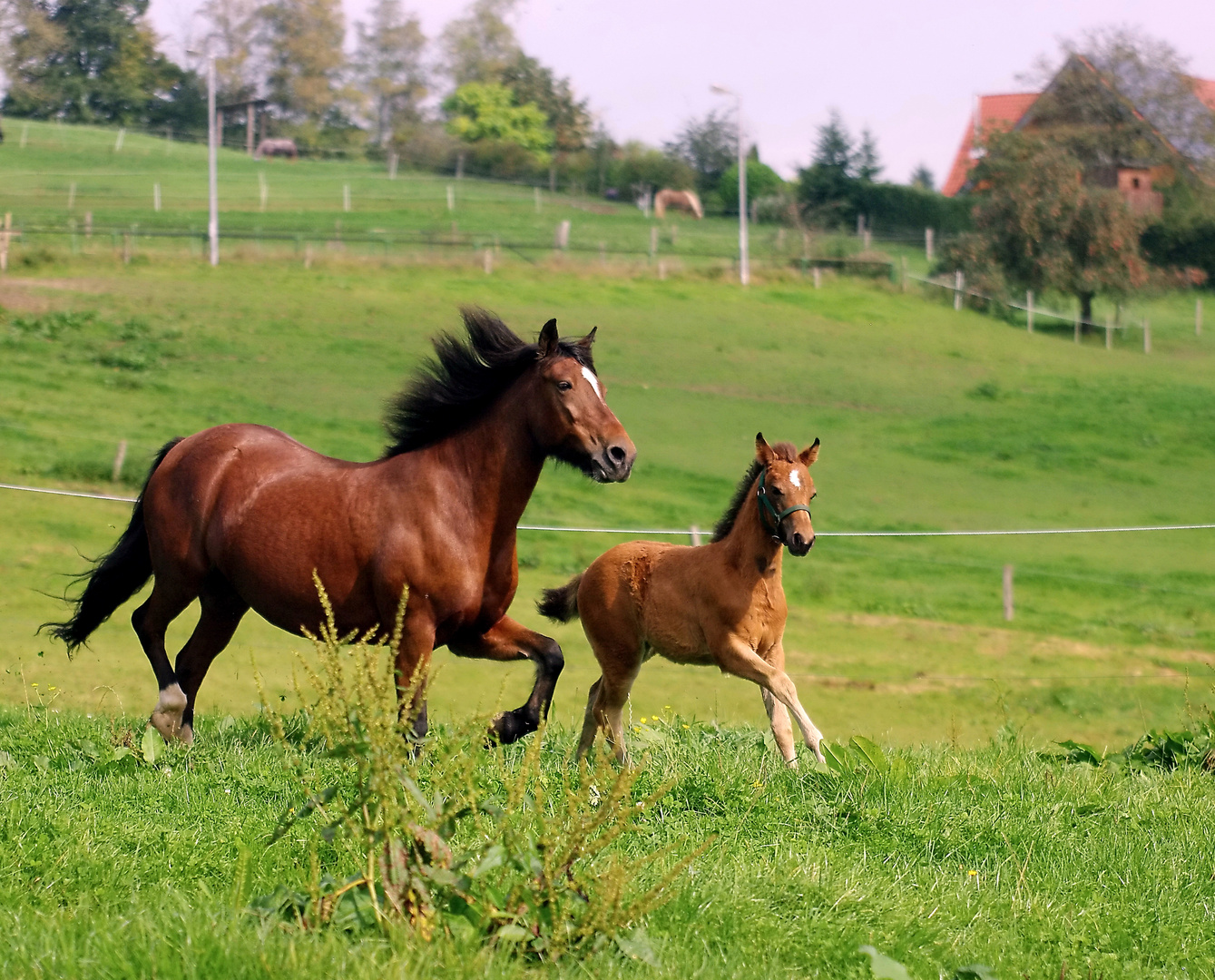 Mit Mama auf der Weide