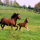 Mit Mama auf der Weide