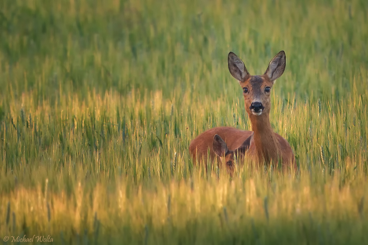 Mit Mama im Kornfeld