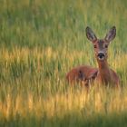 Mit Mama im Kornfeld