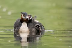 mit Mami schmusen ...