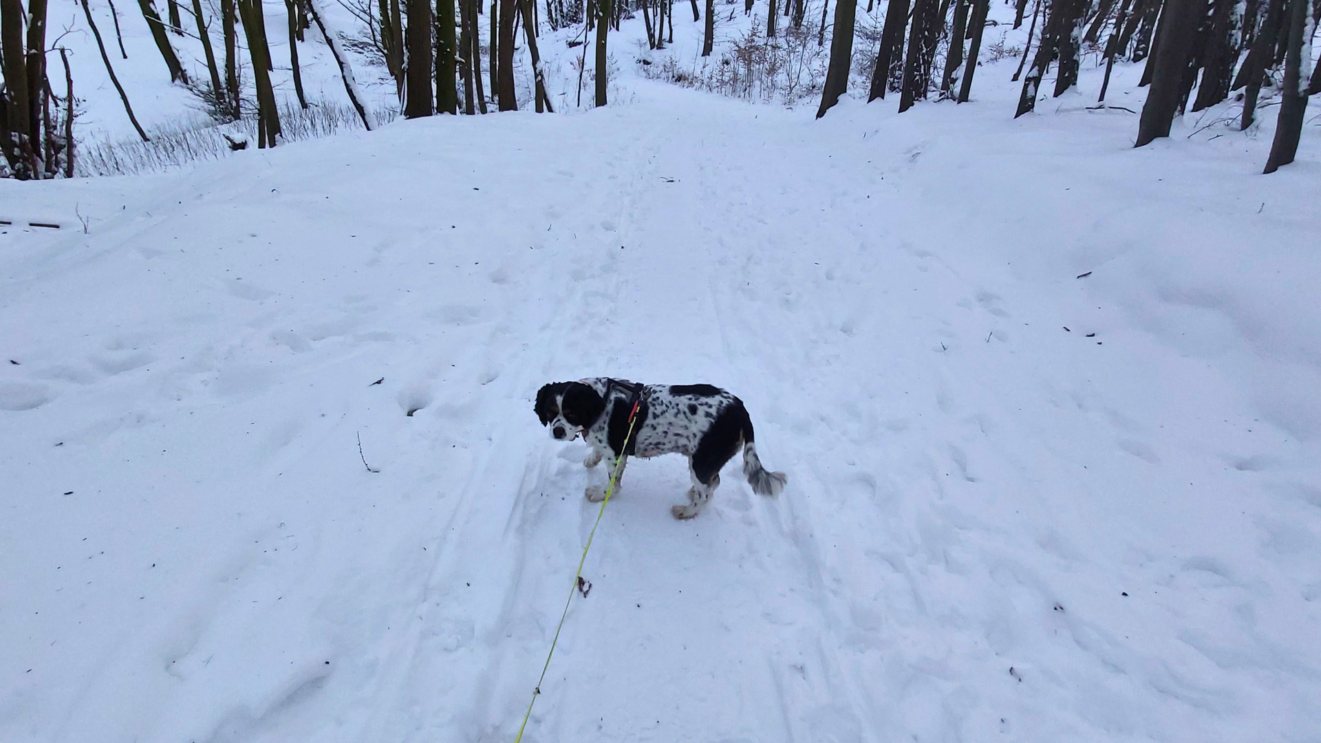 Mit mein Hund BoB im Schnee unterwegs 