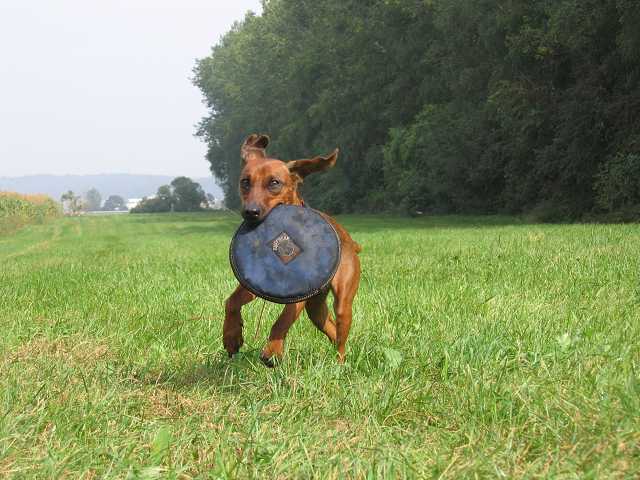 mit meinem Frisbee