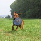 mit meinem Frisbee