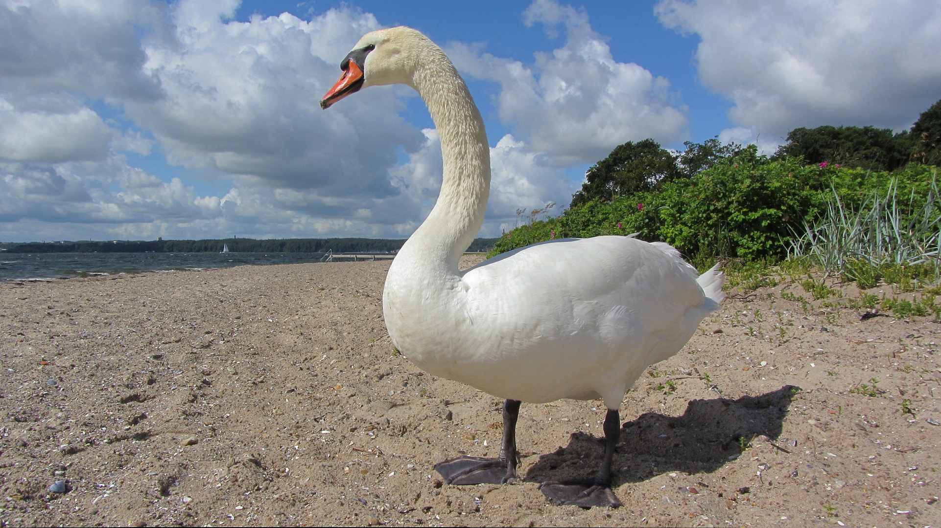 Mit meinem Ohrenkneifer am Strand