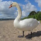 Mit meinem Ohrenkneifer am Strand