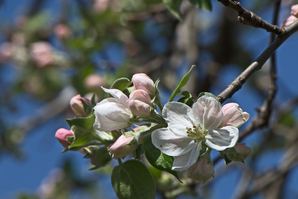 mit meiner ersten Apfelblüte im heurigen Jahr...