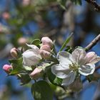 mit meiner ersten Apfelblüte im heurigen Jahr...