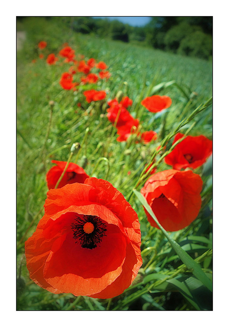 Mit Mohn gesäumt