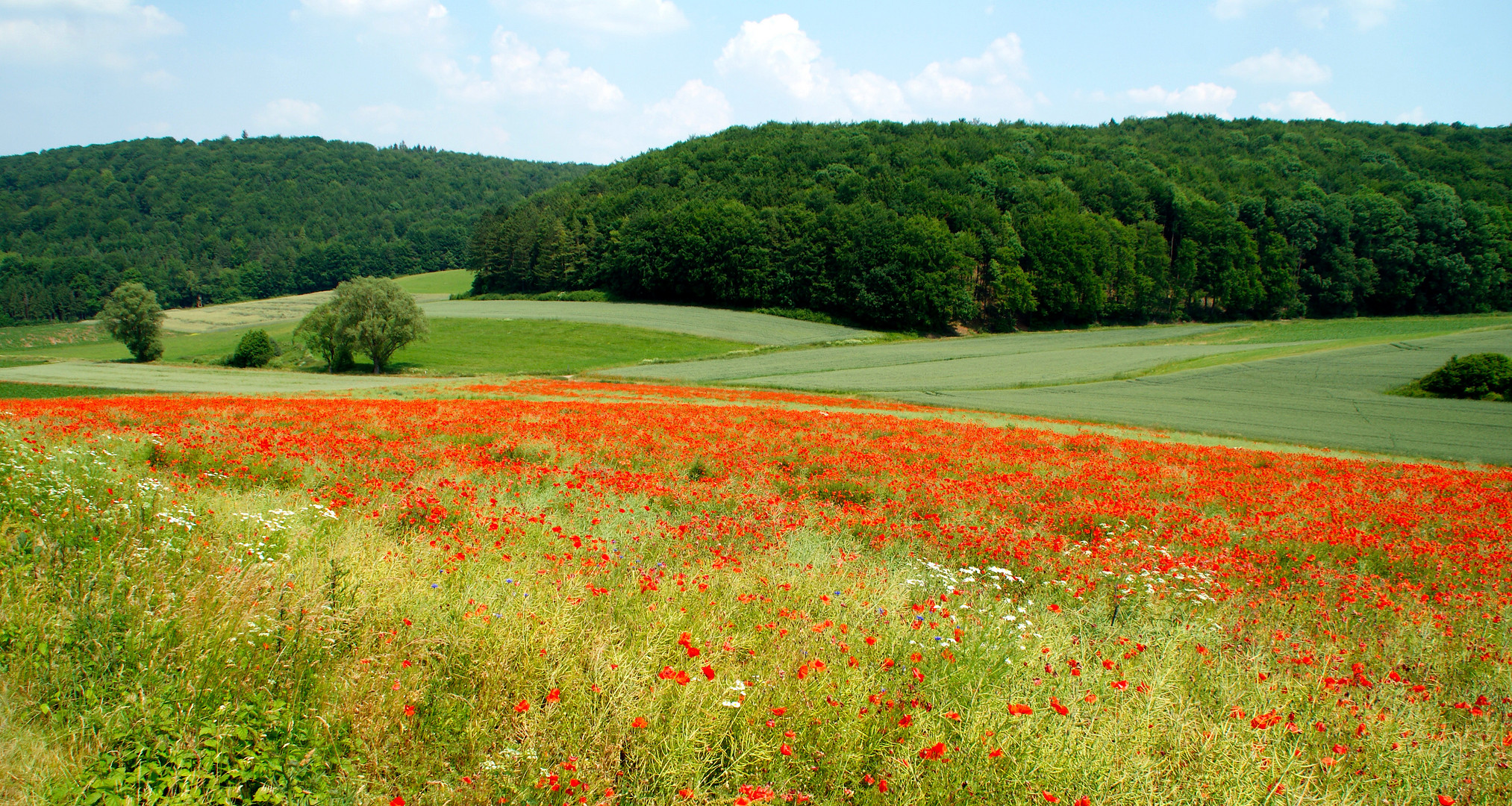 Mit Mohn verseuchtes Rapsfeld in der Rhön