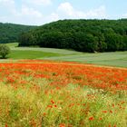 Mit Mohn verseuchtes Rapsfeld in der Rhön