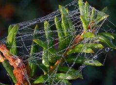 Mit Morgentau besetzte Spinnweben der Baldachinspinne