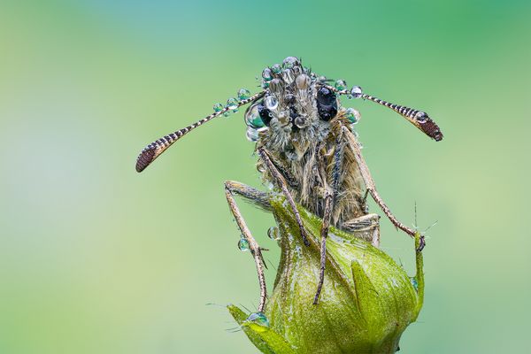 "Mit Morgentau.....II"