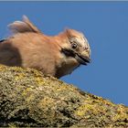 Mit neugierigem Blick und Wind in den Federn  .....