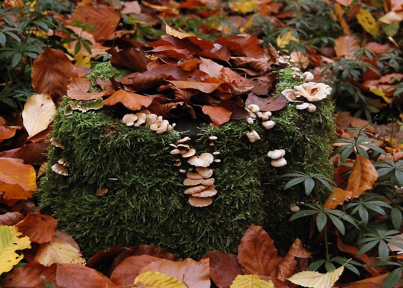 Mit offen Augen durch die Natur gehen...