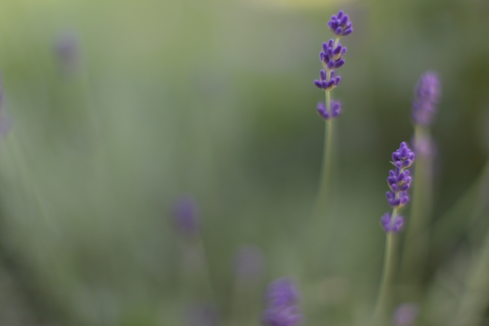 Mit Offenblende im Garten