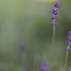 Mit Offenblende im Garten