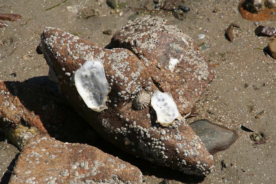 Mit offenen Augen am Strand entlang.