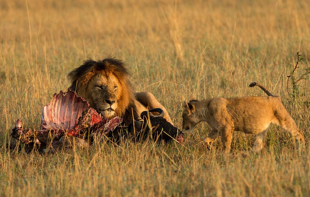 Mit Papa frühstücken ( Wildlife )