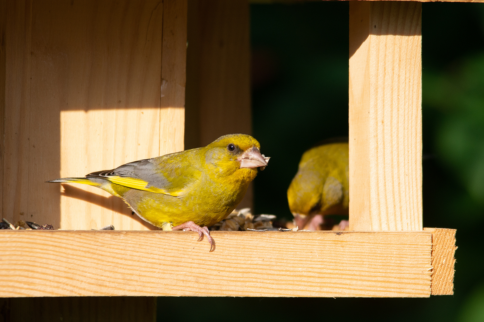 Mit Partnerin am Futterhaus